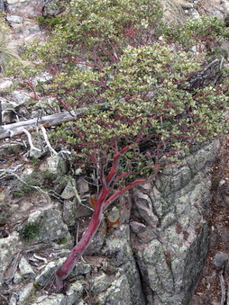 Rote Bäume