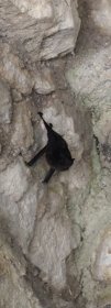 Fledermaus.