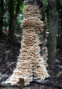 Pilze umgarnen einen Baum.