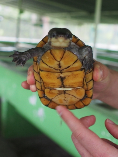 "Klappenschildkröte"