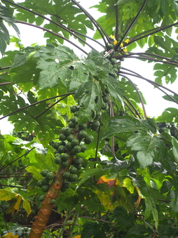 Papayas