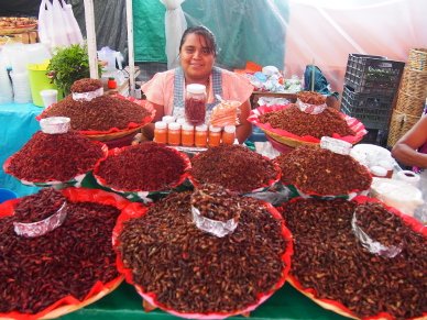 Verkaufsstand von Chapulines.