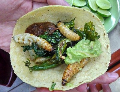 Wurm-Taco.