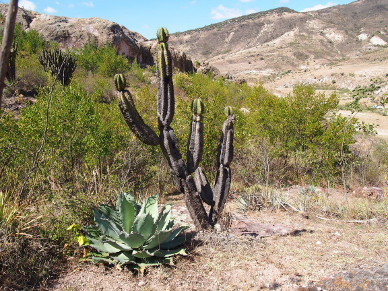 Wilde Agave.